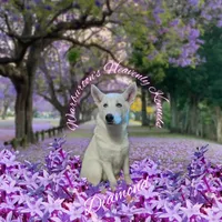 Diamond, a female Siberian Husky for sale in Coeburn, VA – 1 of 9