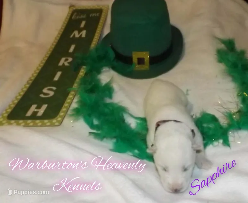 Sapphire – Siberian Husky puppy for sale in Coeburn, VA