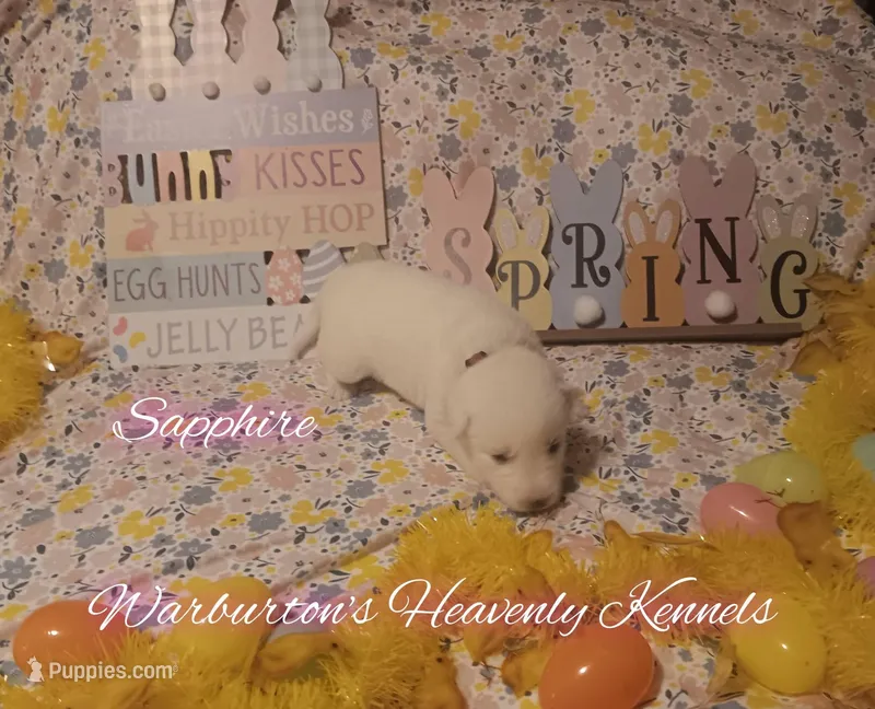 Sapphire – Siberian Husky puppy for sale in Coeburn, VA