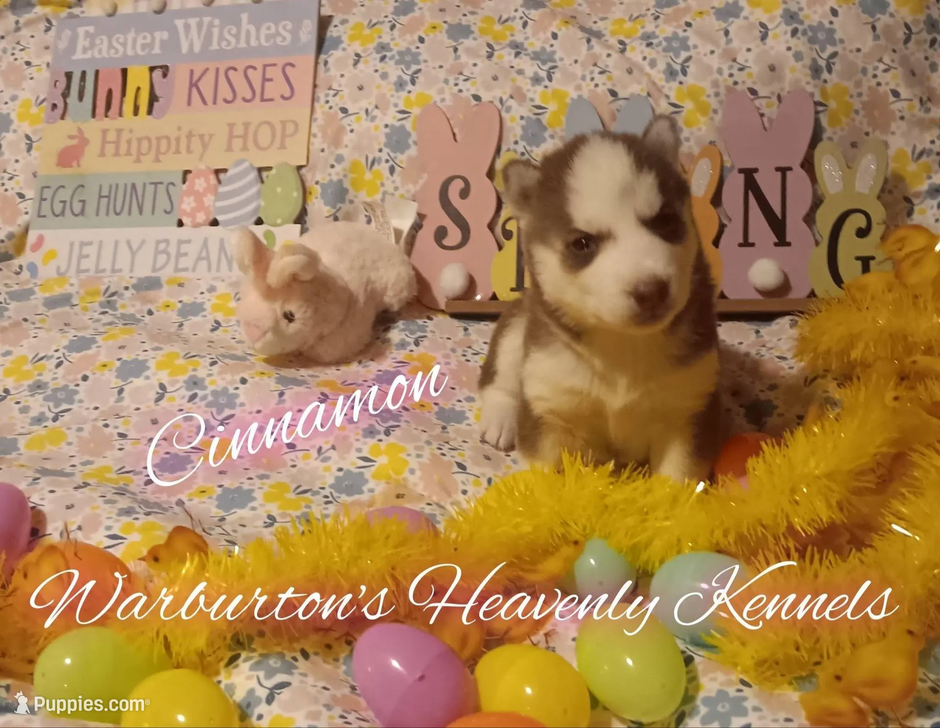Cinnamon – Siberian Husky puppy for sale in Coeburn, VA
