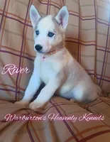 River, a female Siberian Husky for sale in Coeburn, VA – Photo 1 of 8