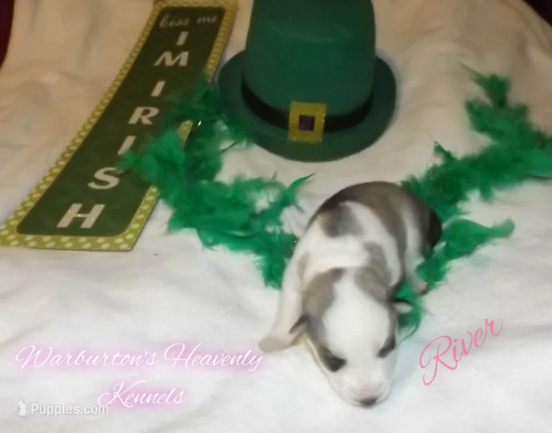 River – Siberian Husky puppy for sale in Coeburn, VA