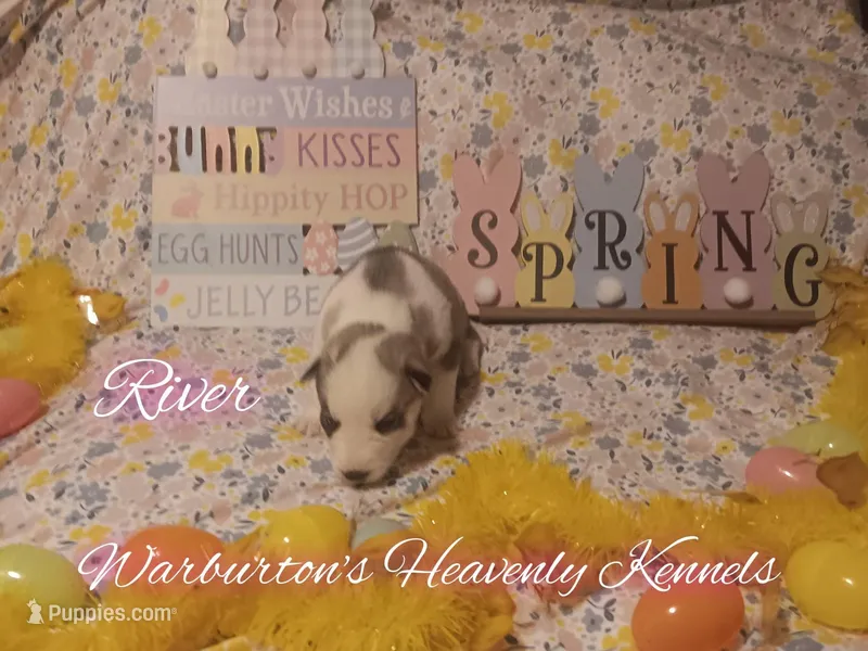 River – Siberian Husky puppy for sale in Coeburn, VA