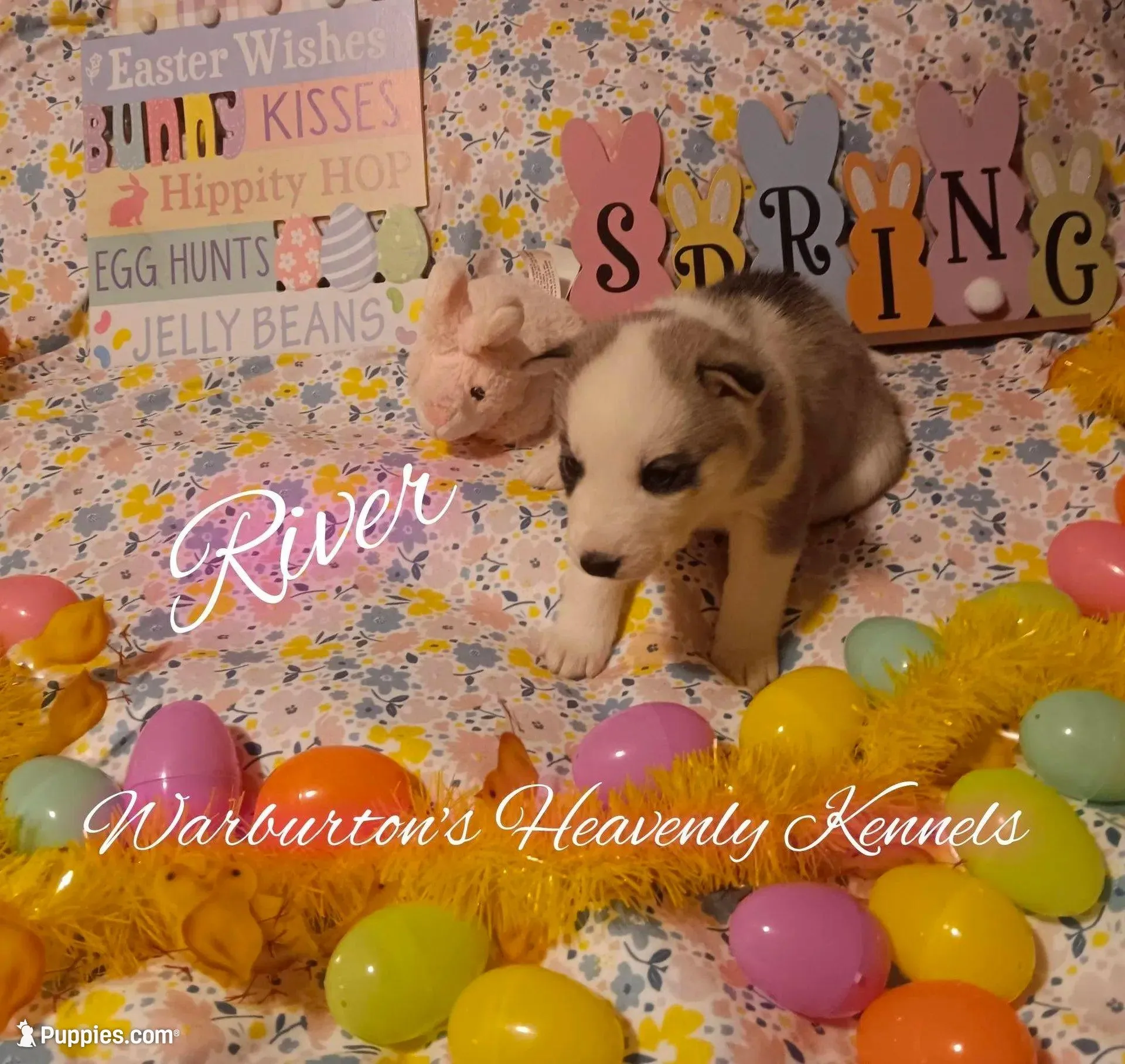 River – Siberian Husky puppy for sale in Coeburn, VA