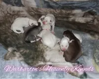 River, a female Siberian Husky for sale in Coeburn, VA – Photo 2 of 2