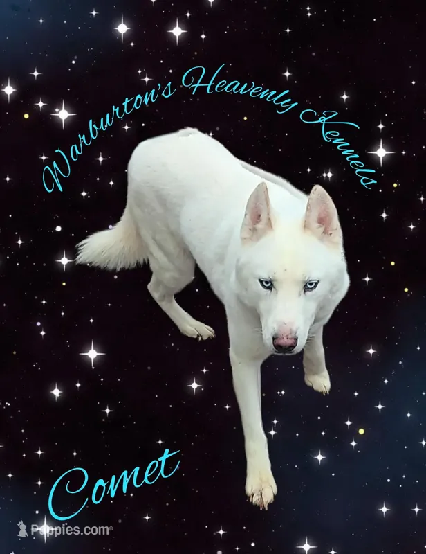 Comet – Siberian Husky puppy for sale in Coeburn, VA