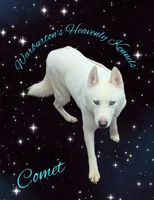 Comet, a male Siberian Husky for sale in Coeburn, VA – 1 of 1