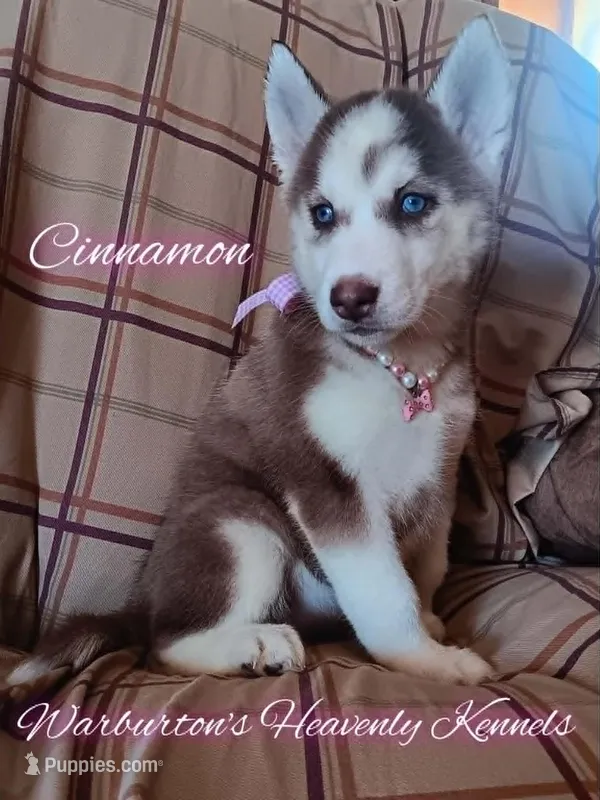 Cinnamon – Siberian Husky puppy on hold in Coeburn, VA