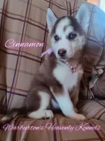 Cinnamon, a female Siberian Husky for sale in Coeburn, VA – Photo 1 of 8