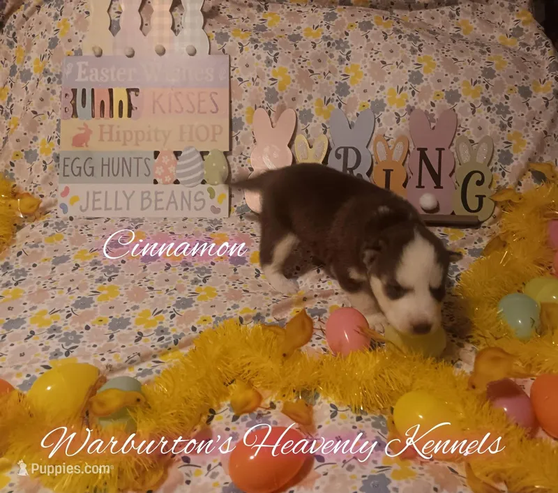 Cinnamon – Siberian Husky puppy for sale in Coeburn, VA