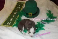 Cinnamon, a female Siberian Husky for sale in Coeburn, VA – Photo 3 of 7