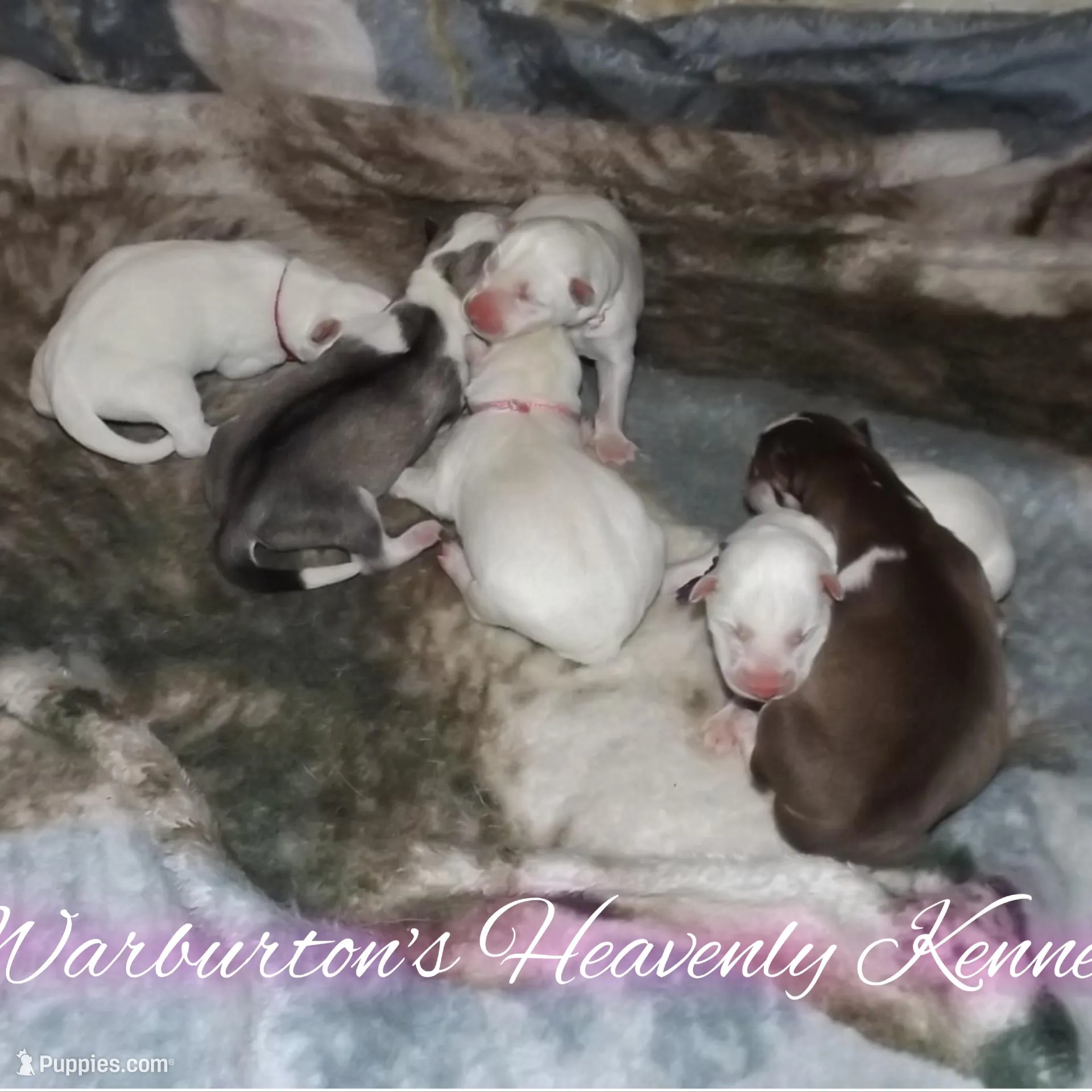 Cinnamon, a female Siberian Husky for sale in Coeburn, VA – Photo 2 of 2