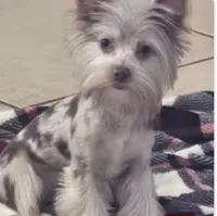 Chocolate Boy, a male Yorkshire Terrier for sale in Miami, FL – 3 of 4
