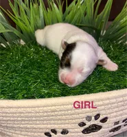 Partí Merle Female, a female Yorkshire Terrier for sale in Miami, FL – 2 of 4