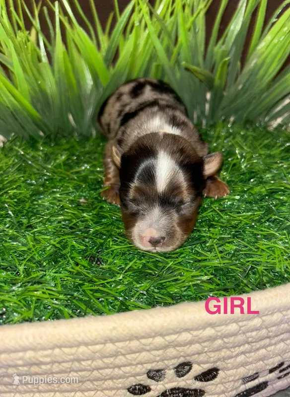 Merle Female – Yorkshire Terrier puppy for sale in Miami, FL