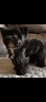Chocolate Boy, a male Yorkshire Terrier for sale in Miami, FL – 4 of 4