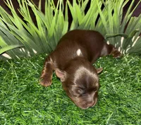 Chocolate Boy, a male Yorkshire Terrier for sale in Miami, FL – 2 of 4