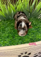 Merle Girl, a female Yorkshire Terrier for sale in Miami, FL – 1 of 2
