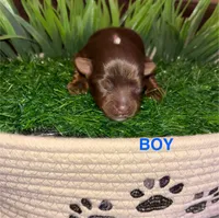 Chocolate Boy, a male Yorkshire Terrier for sale in Miami, FL – 1 of 4