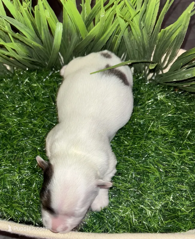 Partí Merle Female – Yorkshire Terrier puppy for sale in Miami, FL
