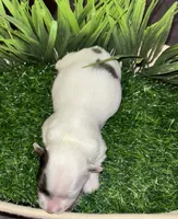 Partí Merle Female, a female Yorkshire Terrier for sale in Miami, FL – 1 of 4