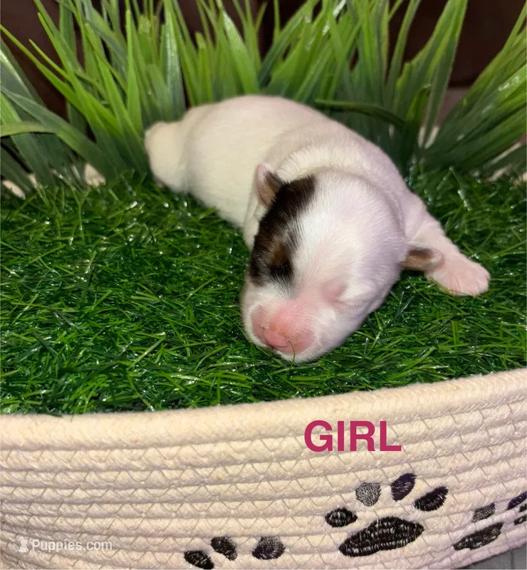 Partí Merle Girl – Yorkshire Terrier puppy for sale in Miami, FL
