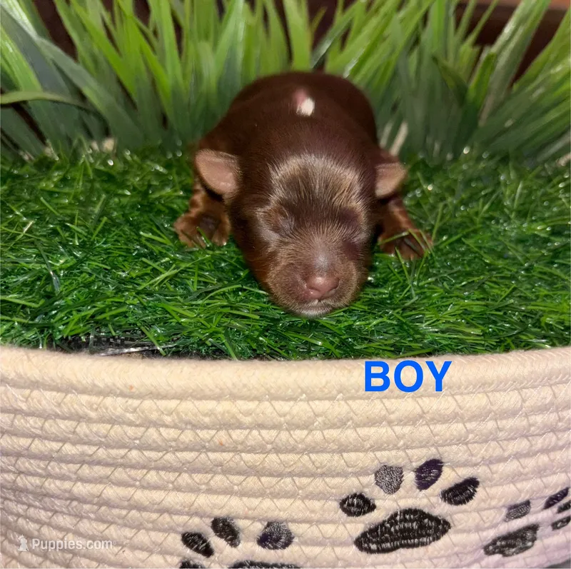 Chocolate Boy – Yorkshire Terrier puppy for sale in Miami, FL