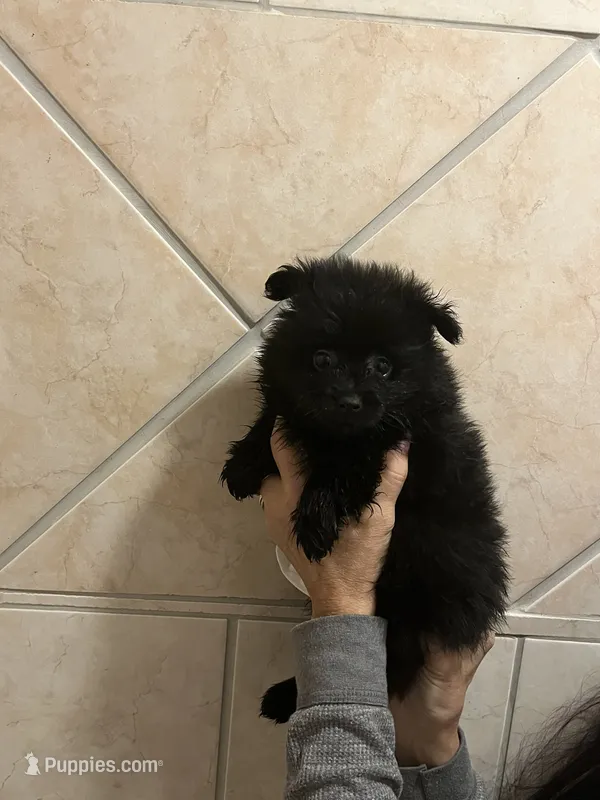 Black boy  – Pomeranian puppy for sale in Monroe, VA