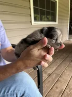 Pomeranian  2 , a female Pomeranian for sale in Monroe, VA – 2 of 2
