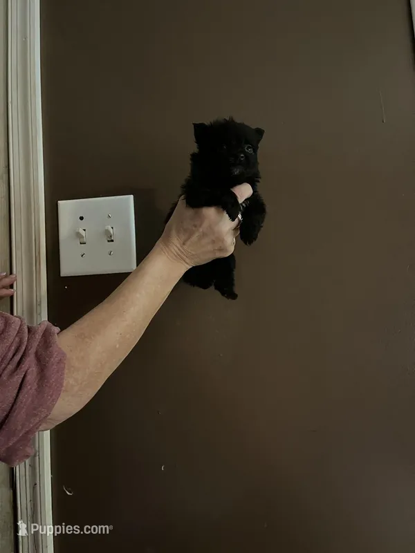 Little bit  – Pomeranian puppy on hold in Monroe, VA