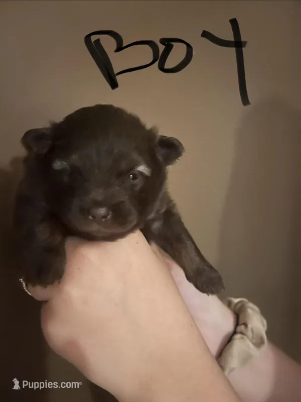 Puppy 1  – Pomeranian puppy for sale in Monroe, VA