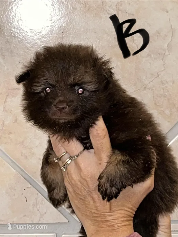 Puppy 1  – Pomeranian puppy for sale in Monroe, VA