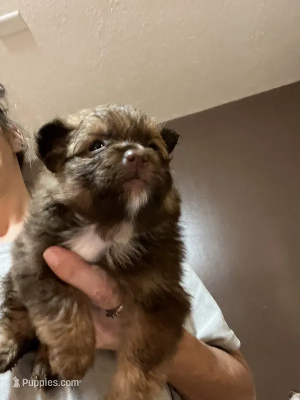 Female puppy 1 – Pomeranian puppy for sale in Monroe, VA