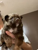 Female puppy 1, a female Pomeranian for sale in Monroe, VA – 1 of 3