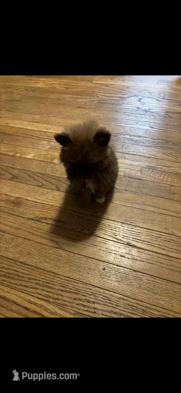 Female puppy 1 – Pomeranian puppy for sale in Monroe, VA