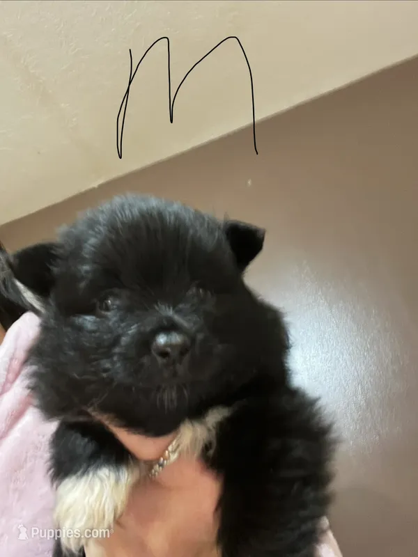 Male puppy 4 – Pomeranian puppy for sale in Monroe, VA