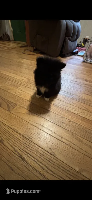 Male puppy 4 – Pomeranian puppy for sale in Monroe, VA