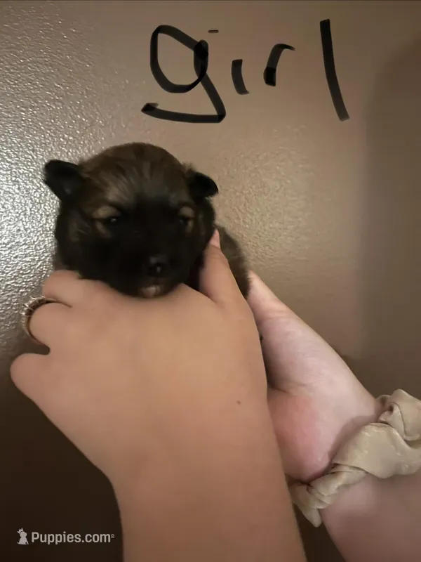 Puppy girl , a female Pomeranian for sale in Monroe, VA – Photo 1 of 1