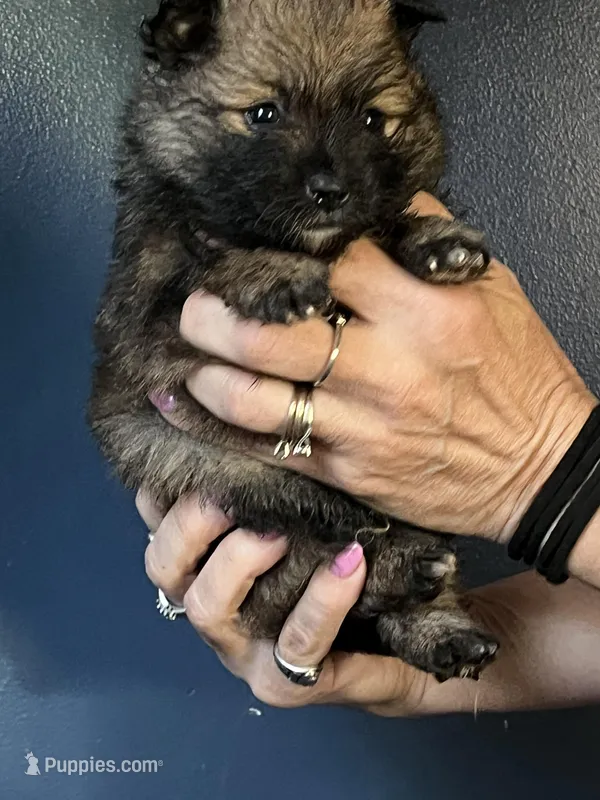 Puppy girl  – Pomeranian puppy for sale in Monroe, VA