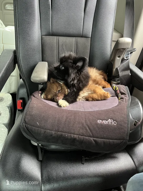 Male puppy 4 – Pomeranian puppy for sale in Monroe, VA