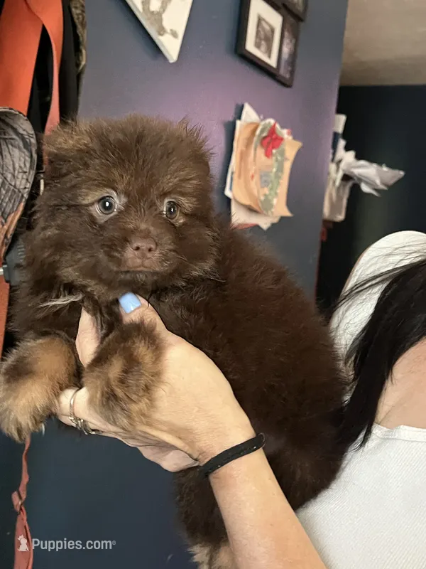 Puppy 1  – Pomeranian puppy for sale in Monroe, VA