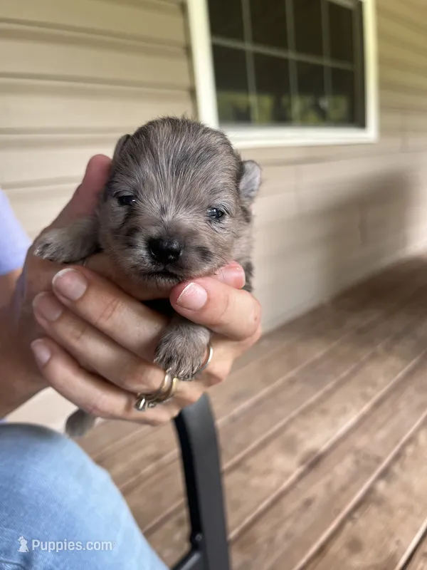Pomeranian  2  – Pomeranian puppy for sale in Monroe, VA