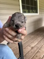 Pomeranian  2 , a female Pomeranian for sale in Monroe, VA – 1 of 2