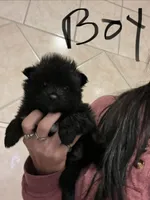 Puppy 2 pending sale , a male Pomeranian for sale in Monroe, VA – Photo 1 of 2