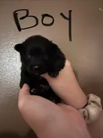 Puppy 2 pending sale , a male Pomeranian for sale in Monroe, VA – Photo 2 of 2