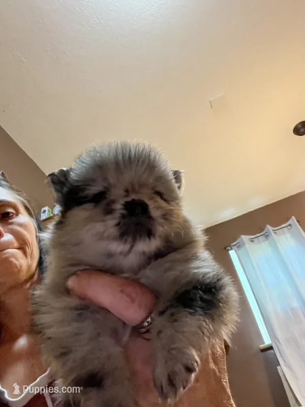 Pomeranian  2  – Pomeranian puppy for sale in Monroe, VA