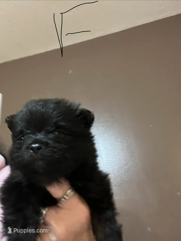 Puppy female 2  – Pomeranian puppy for sale in Monroe, VA