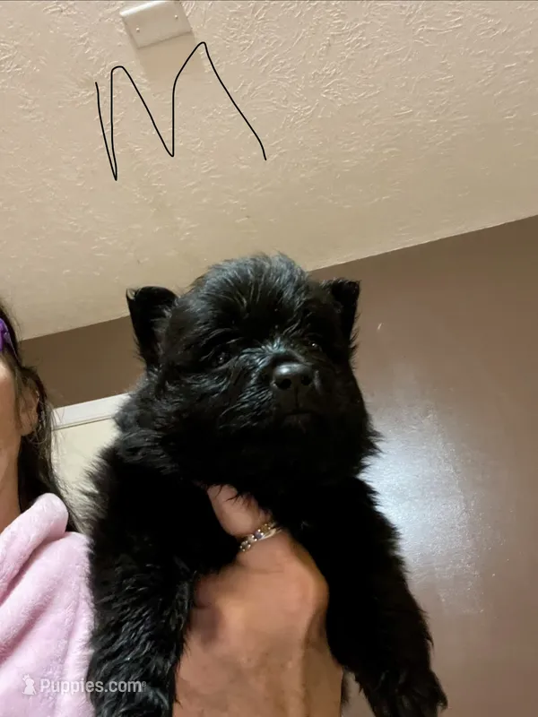 Male puppy 3 – Pomeranian puppy on hold in Monroe, VA