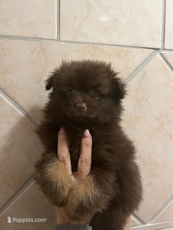 Puppy 1  – Pomeranian puppy for sale in Monroe, VA