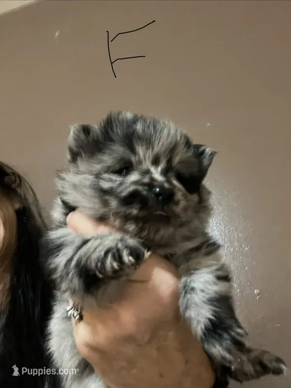 Puppy 4 – Pomeranian puppy for sale in Monroe, VA